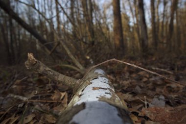 Kış yaprakları yakın arkaplanda yere düşmüş bir ağaca bakıyor.