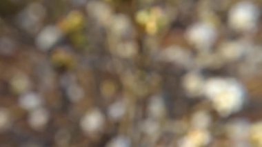 Kırsal Georgia 'da ilkbaharda sarı ve beyaz çiçek