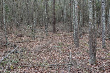 Augusta, Ga USA - 02: 14-21: Georgia kırsalındaki bir ormanın Karanlık Manzarası 