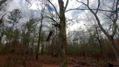 Kış mevsiminde bir orman sahnesinde hareket eden bulutların hızlanması