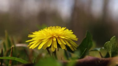 Gürcistan 'da bahar aylarında sarı bir çiçeğin ve arka plan bokeh hareketinin makrosunu kapat.