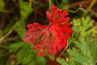 Gürcistan Baharı 'nda yeşil yapraklı parlak kırmızı Carolina Geranium.