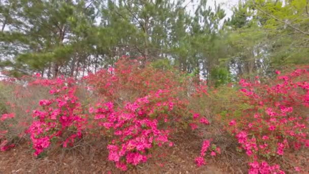 Μέρος Μιας Σειράς Θάμνων Φωτεινά Ροζ Λουλούδια Και Πράσινα Δέντρα — Αρχείο Βίντεο