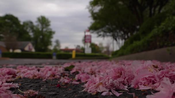 Columbia County Usa Flores Cor Rosa Vento Chão Estacionamento Foco — Vídeo de Stock