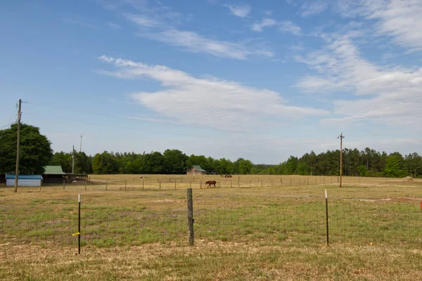 Augusta Usa Häst Bakom Ett Staket Betar Ett Fält Klarblå — Stockfoto