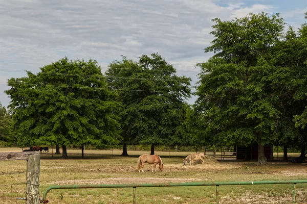 Augusta Usa Horse Donkey Fence Grazing Field Clear Blue Sky — Stock Photo, Image