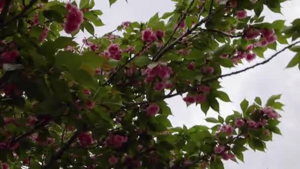 Drzewo Różowymi Kwiatami Wiejące Wietrze Zielonymi Liśćmi Wiosna Gruzji — Wideo stockowe