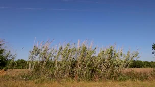 Burke County Verenigde Staten Maïs Stengels Waait Wind Het Land — Stockvideo