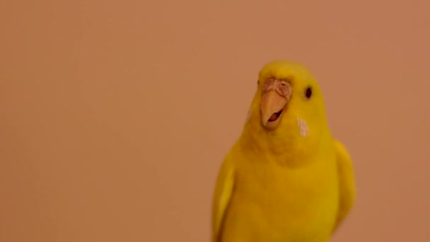 一个带有背景复制空间的黄色小金丝雀 — 图库视频影像