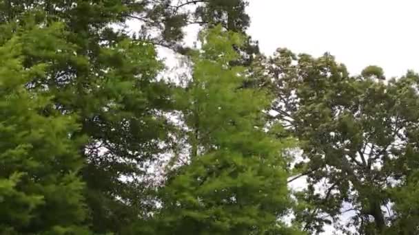Träd Som Blåser Vinden Blåsig Dag Georgien Med Mulet — Stockvideo