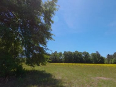 Papatya çiçeği ağaçları ve açık mavi gökyüzü.