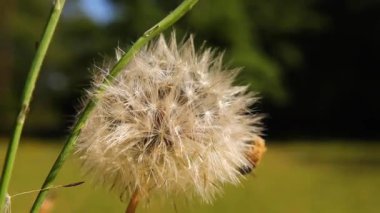 Kırmızı tohumlu Karahindiba bitki makrosu yakın plan ve kırsal Georgia 'da yeşil bokeh arka plan 