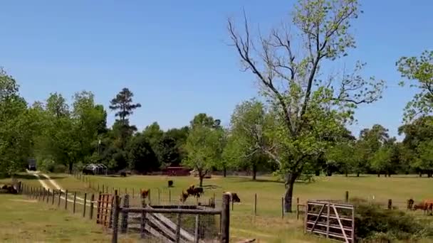 Burke County Usa Коровы Пастбище Забором Сельской Местности Джорджии — стоковое видео
