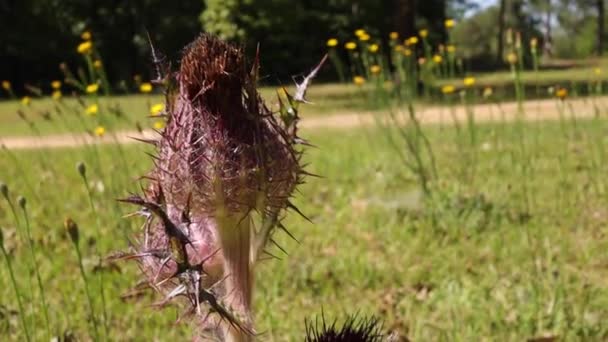 Cirsium Gruwelijke Plant Gele Paardebloemen Wazig Achtergrond Platteland Georgië — Stockvideo