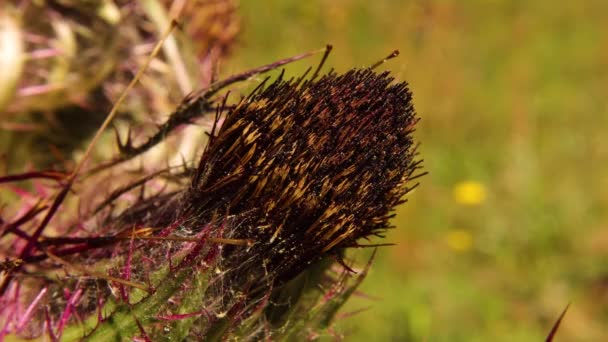 그루지야의 지역에서 가까운 Horridulum Plant Brown Thorns Macro — 비디오