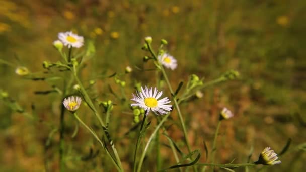 Pan Aus Gelben Und Weißen Gänseblümchen Und Gelben Löwenzahn Hintergrund — Stockvideo