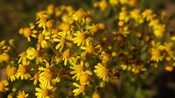 Patch Van Small Ragwort Gele Bloemen Zomer Het Platteland Van — Stockvideo