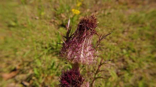 Cirsium Gruwel Plant Bruine Doornen Macro Close Bug Wordt Gevangen — Stockvideo