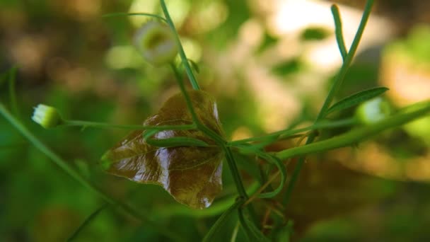 Een Bruin Blad Groene Stengels Met Insecten Zomer Het Platteland — Stockvideo