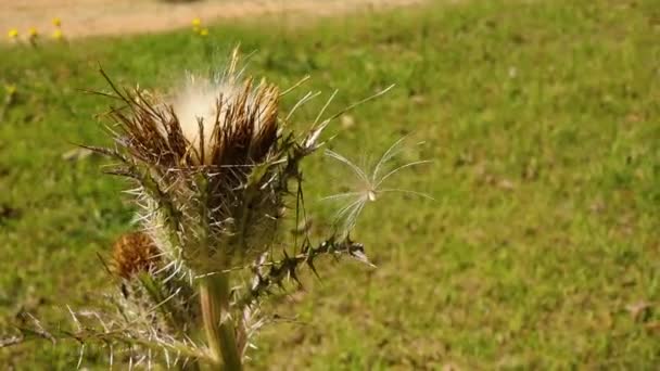 Pan Cirsium Horridulum Plant Brown Thorns Macro Close Center Green — Vídeo de stock