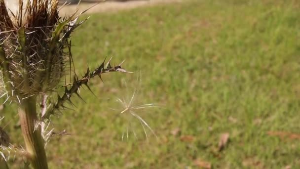 Cirsium Gruwelijke Plant Bruine Doornen Macro Close Vreemd Insect Dat — Stockvideo