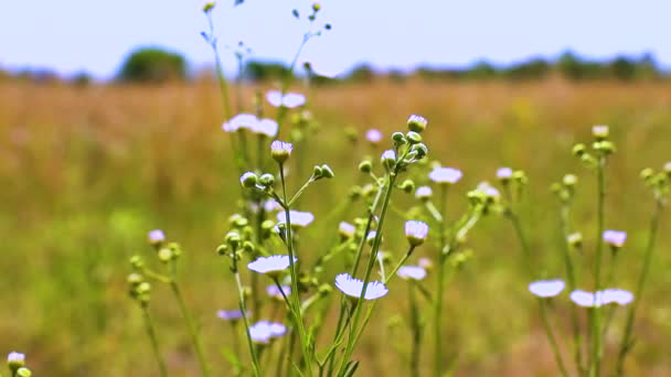 Helle Blütenblätter Und Blumenzwiebeln Einem Stiel Großaufnahme Mit Weizenfeldern Hintergrund — Stockvideo