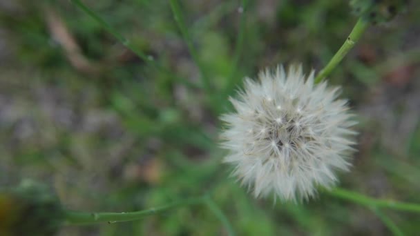 Ένα Φυτό Πικραλίδα Κυματίζει Αργά Στον Άνεμο Στην Αγροτική Γεωργία — Αρχείο Βίντεο