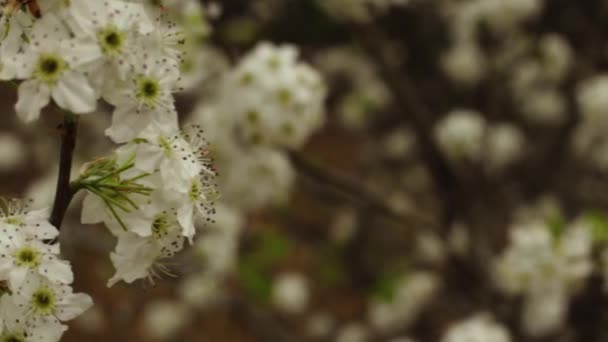 Пан Дерева Догвуд Полном Расцвете Весной Сельской Грузии — стоковое видео