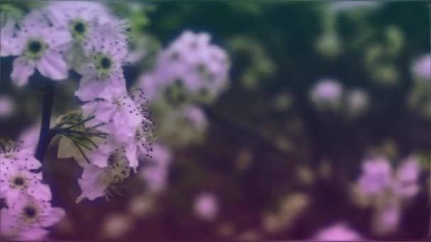 Dark Blurry Dreamy Dramatic Mood Effect Motion Background Pan Dogwood — Stock videók