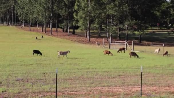 田舎の牧場の金網や金属柵の後ろの畑のヤギ自然背景 — ストック動画