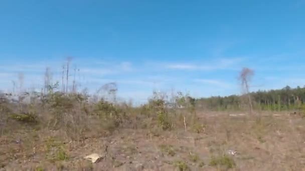 Panorama Des Arbres Terrestres Pays Ont Été Abattus Les Terres — Video