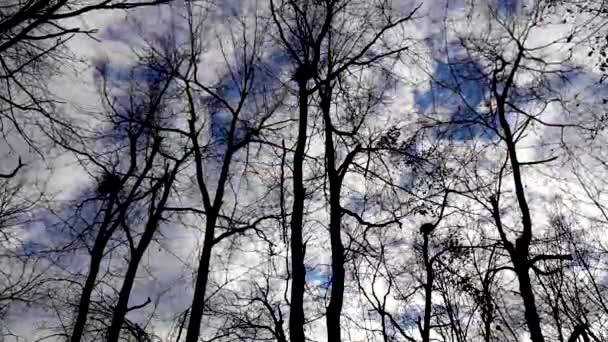 Tempo Lapso Silhueta Árvores Nuvens Movimento — Vídeo de Stock