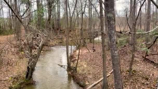 Ruisseau Dans Forêt Automne Géorgie Rurale — Video