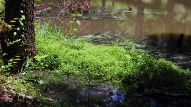 Dallas, Ga USA - 06 11: 20: Gümüş kuyruklu yıldız patikası - etrafta uçan böceklerin küçük göleti - Gümüş Kuyruklu yıldız patikası 1947 'den 1969' a aynı rotadan geçen Gümüş Kuyruklu yıldız yolcu treninin adı verilmiştir.