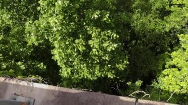 Dallas, Ga USA - 06 11: 20: Gümüş kuyruklu yıldız patikası - rüzgarda esen ağaçların tepesine doğru eğilir - Gümüş Kuyruklu yıldız patikasına 1947 'den 1969' a kadar aynı rotadan geçen Gümüş Kuyruklu yıldız yolcu treni adı verilmiştir..