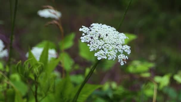 Gümüş Kuyrukluyıldız Yolu Kraliçe Annes Dantel Beyaz Çiçek Yeşil Yeşillik — Stok video