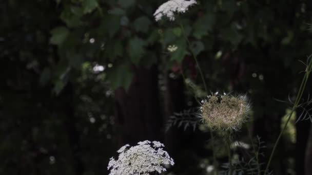 Ασημένιο Μονοπάτι Κομήτη Βασίλισσα Άννες Δαντέλα Λευκό Λουλούδι Και Πράσινο — Αρχείο Βίντεο