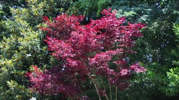 Silver Comet Trail Tree Red Leaves Blowing Wind Silver Comet — Stock Video