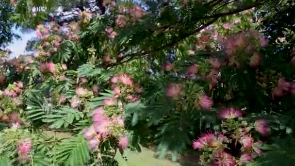 Dallas Usa Silver Comet Trail Ροζ Μεταξωτό Δέντρο Που Κυματίζει — Αρχείο Βίντεο