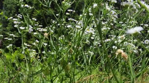 Dallas Usa Silver Comet Trail Daisy Flowers Green Foliage Silver — Stockvideo