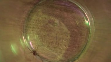 Kahverengi bir örümcek, tahta bir masada cam bir kavanozda daireler çiziyor.