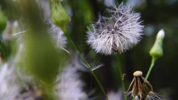 Partiële Paardebloem Close Macro View Met Bokeh Achtergrond Groen Gebladerte — Stockvideo