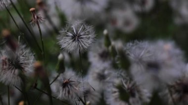 Arka planda karahindiba çiçekleri ve bulanık böcekler var.
