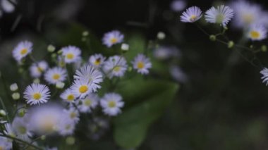 Arka planda bir parça papatya çiçeği ve bulanık çiçekler.