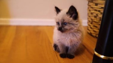 Ragdoll kedi cinsi, renkli bir paltosu ve mavi gözleri olan sabırla oturup etrafa bakan bir oyuncak bebek yavrusu. 