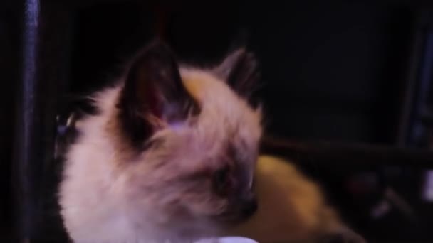 Ragdoll Uma Raça Gato Com Casaco Ponto Cor Olhos Azuis — Vídeo de Stock