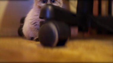 Bilgisayar sandalyesinde oynayan bir oyuncak kedi yavrusu..