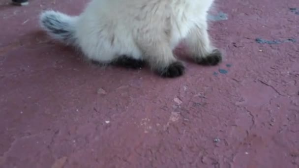 Ragdoll Kitten Sitting Porch Looking — Stock Video