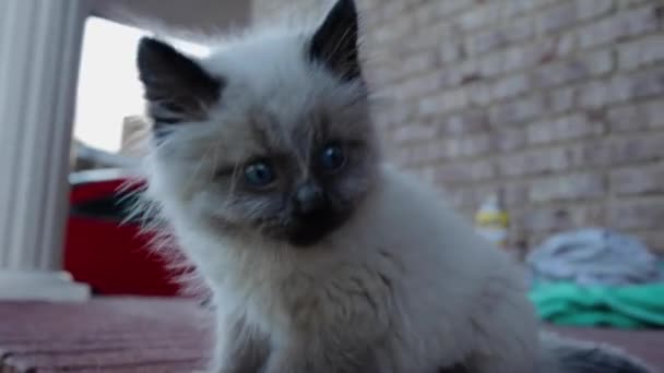 Pan Ragdoll Kitten Sitting Porch Looking — Stock Video