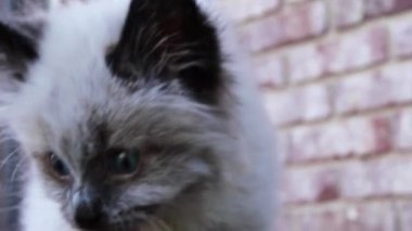 Ragdoll, siyah paltolu ve mavi gözlü bir kedi cinsidir.